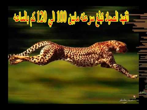 اسرع حيوان في العالم , احلى الحيوانات فى العالم