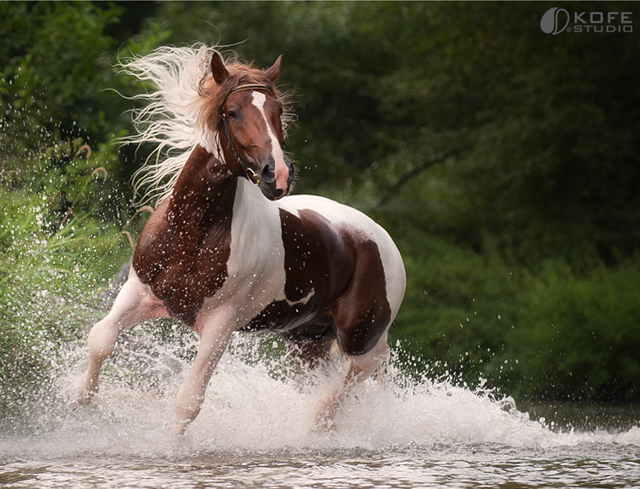 خيول عربية - الخيل العربى الاصيل 2060 4