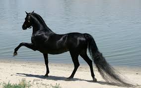 خيل عربي اصيل - خيل عربي مميز 4473 4