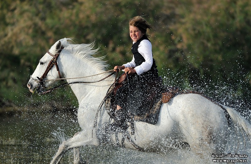 خيول عربية - الخيل العربى الاصيل 2060 5