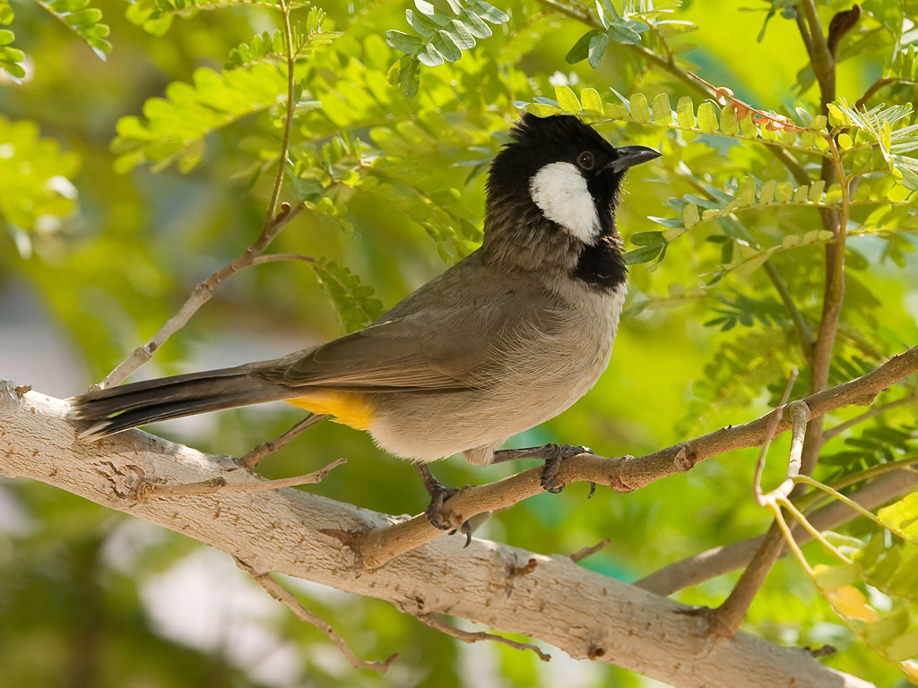 صور بلابل - الطف واجمل الطيور البلبل في صور معبرة 1362 12