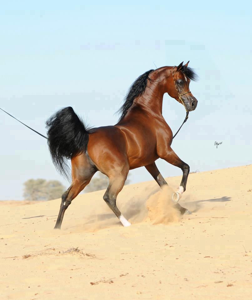 خيول عربية - الخيل العربى الاصيل 2060 3