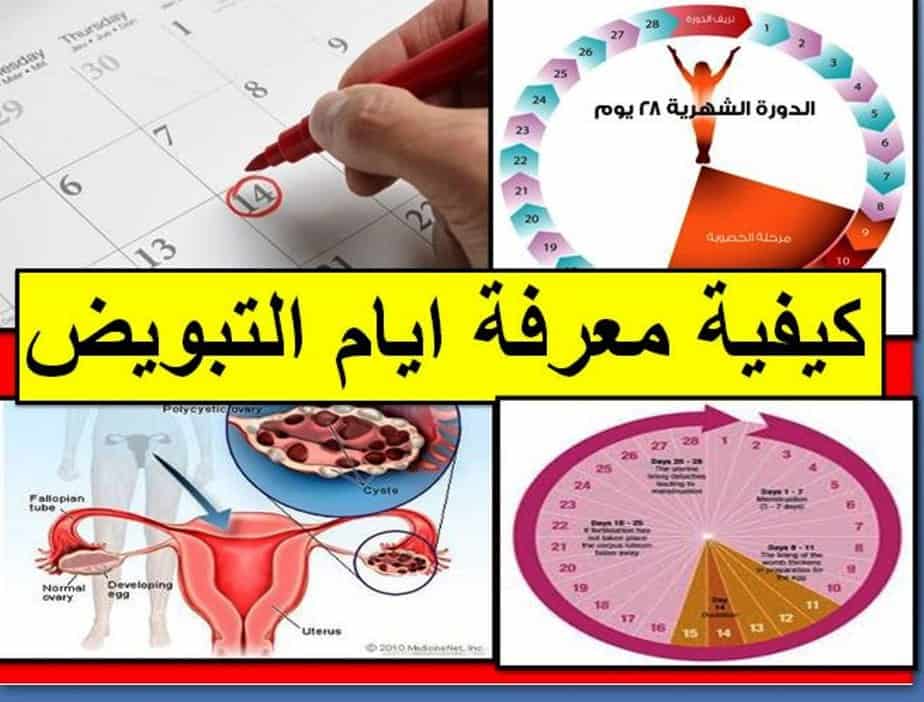 افضل وقت للحمل - ما هو الوقت الامثل لحدوث الحمل 1557 1