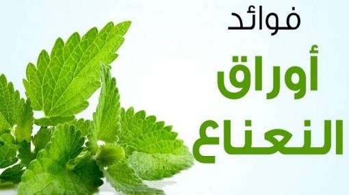 فوائد النعناع الاخضر , من اكثر الاعشاب فائده النعناع الاخضر