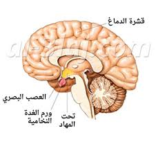 اعراض سرطان الدماغ , كيفيه تجنب الاصابه بورم فى الدماغ