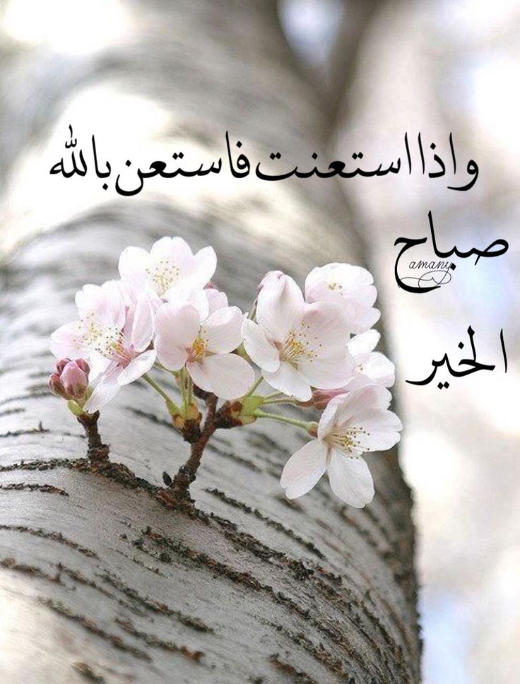 اجمل صباح الخير - اجمل العبارات لصباح الخير 1169 2