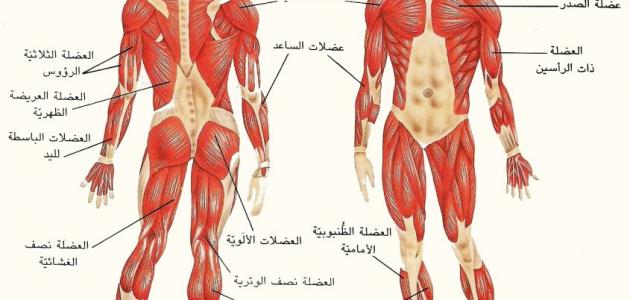 كم عدد عضلات جسم الانسان , كم عدد العضلات الموجودة في الجسم 