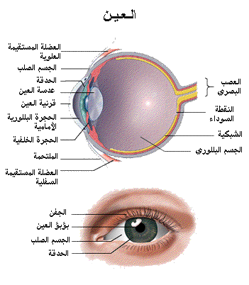 مكونات العين - معلومات عن العين وتفاصيلها الدقيقة واجزائها الداخلية 1282