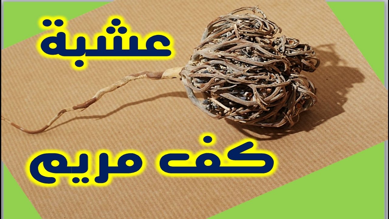 عشبة كف مريم , فوائد استخدام عشبة كف مريم