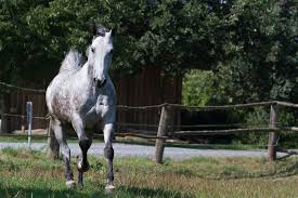 خيل عربي اصيل - خيل عربي مميز 4473 11