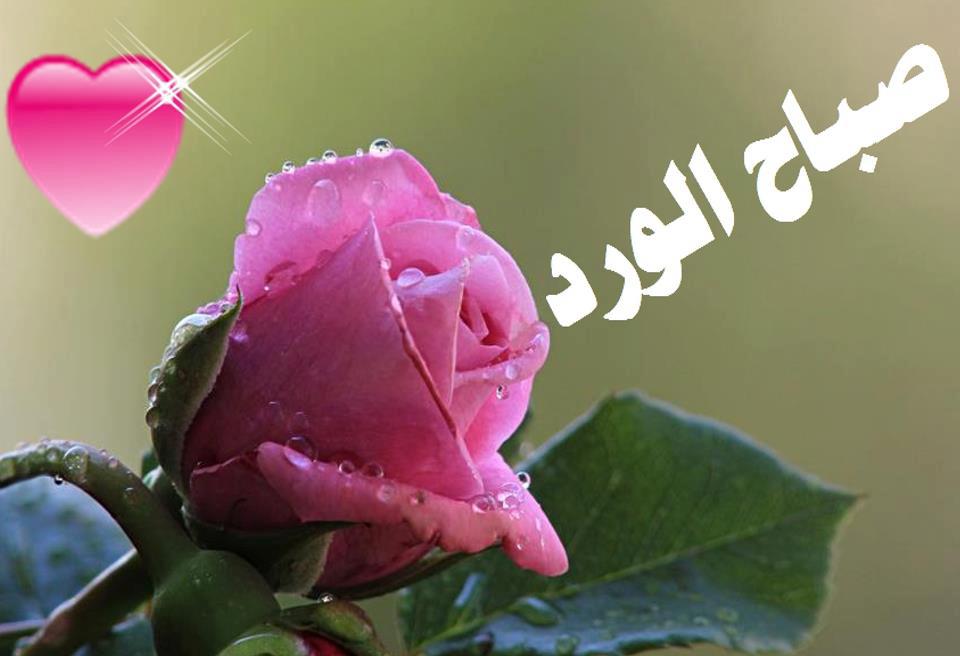 صور صباح الخير للحبيب , عبارات صباح الخير للاحبه