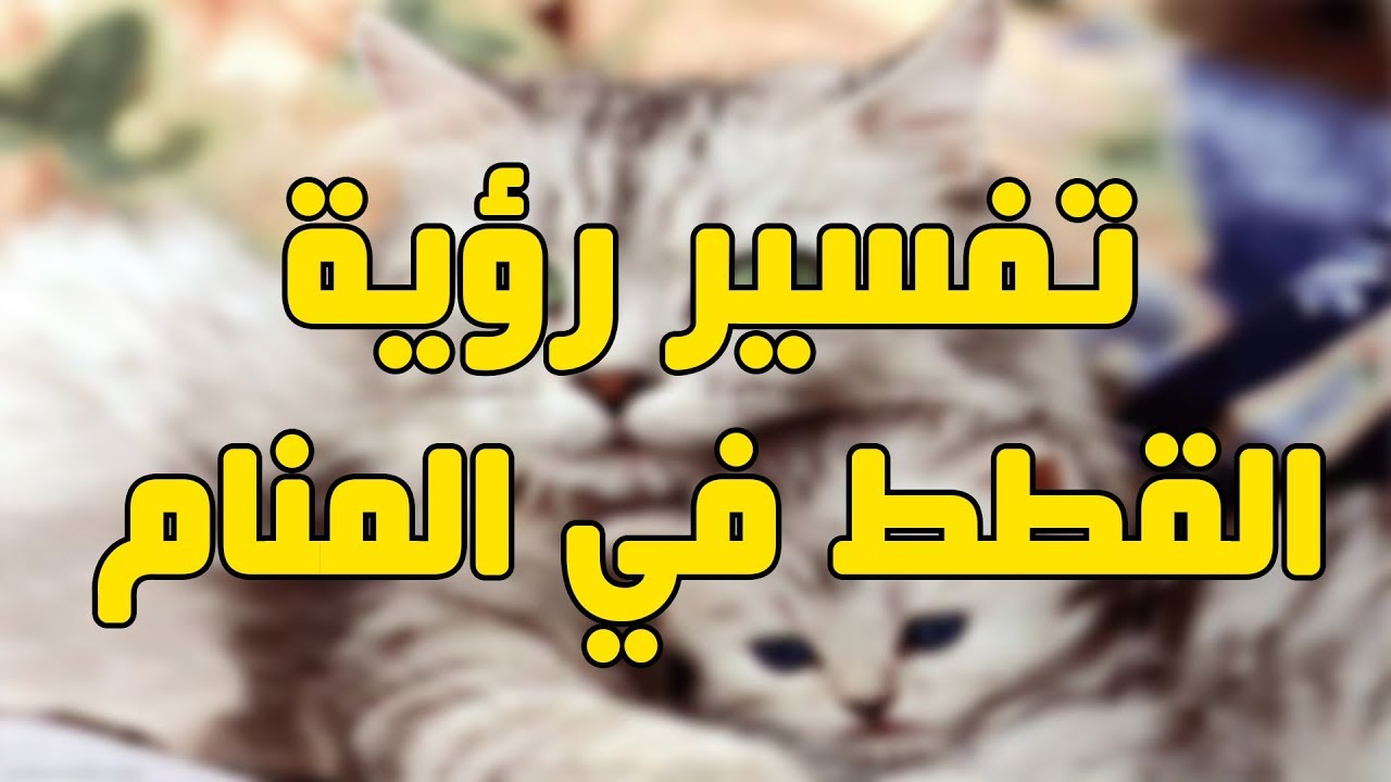 رؤية القطط بالمنام