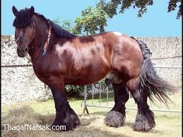 خيل عربي اصيل - خيل عربي مميز 4473 6