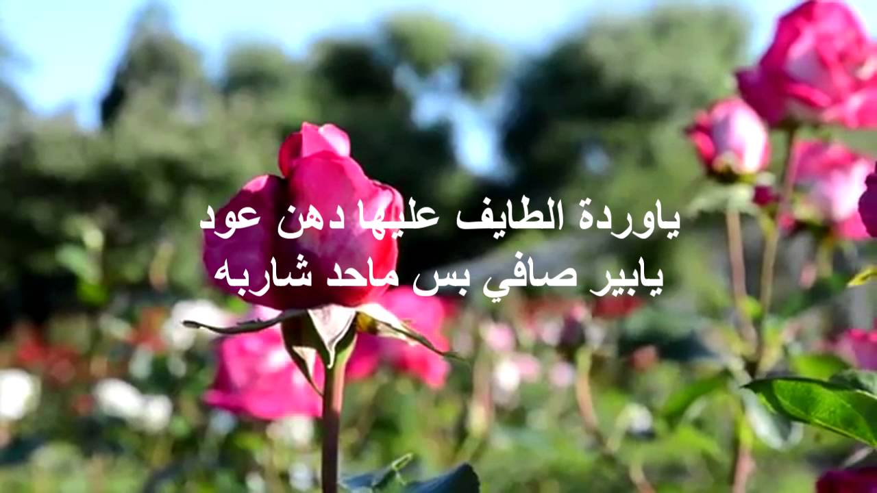 خواطر عن الورد 3873 10