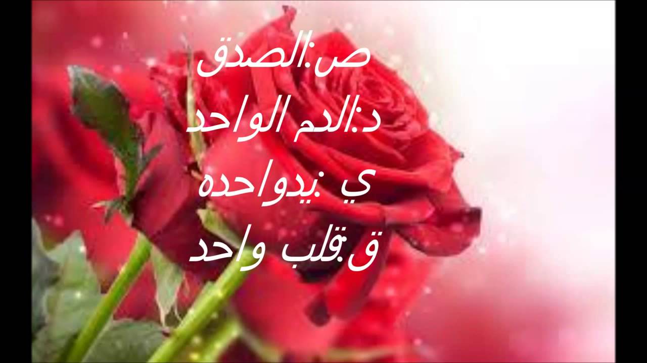 خواطر عن الورد 3873 11