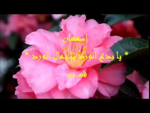 عبارات عن الورد - ارق الكلام عن الورود ذات الرائحة الروعة 244 10