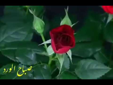 خلفيات زهور - اروع الصور والخلفيات الروعة الجميلة 482 4