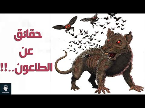 مرض الطاعون , كيفية علاج الطاعون