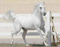 خيل عربي اصيل - خيل عربي مميز 4473 13