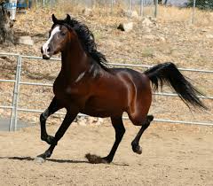 خيل عربي اصيل , خيل عربي مميز