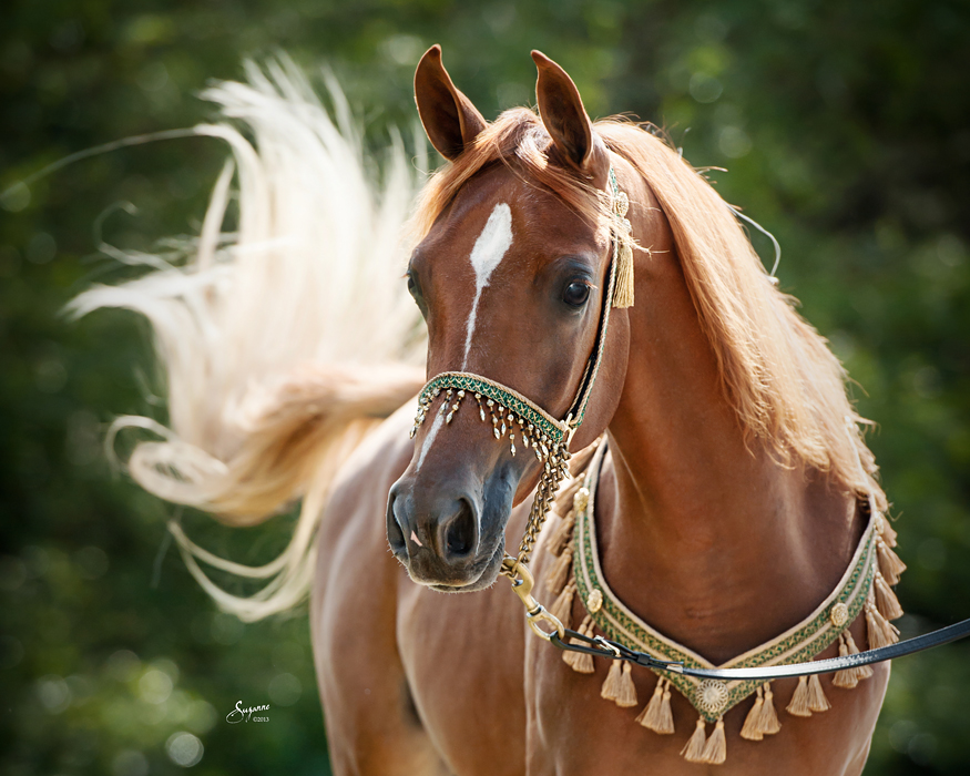 اجمل صور خيول , اكثر صور الخيول جمالا