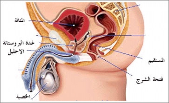 علاج البروستاتا - تعرف على اسباب البروستاتا وكيفية علاجها 2170 1