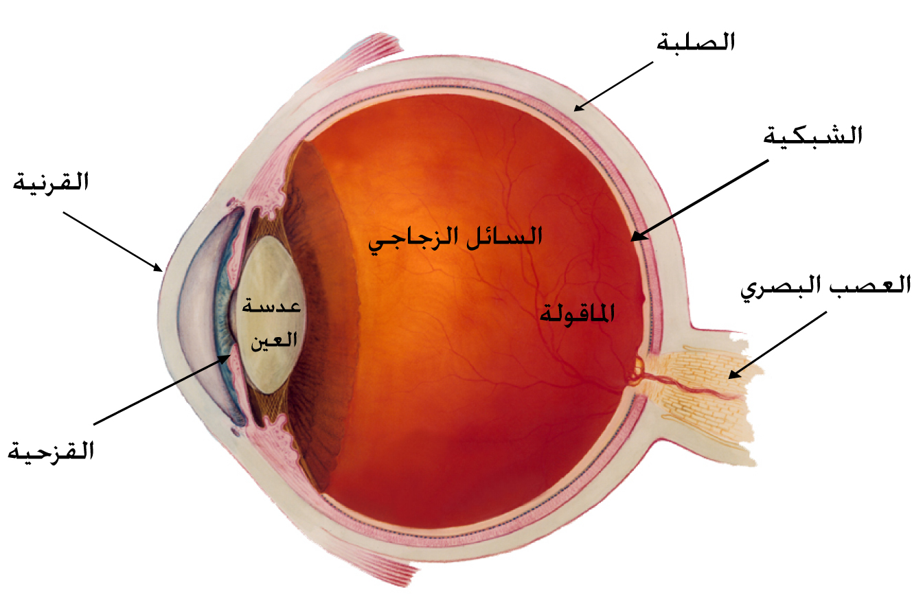 صور العين , ابداع الخالق في صور العيون