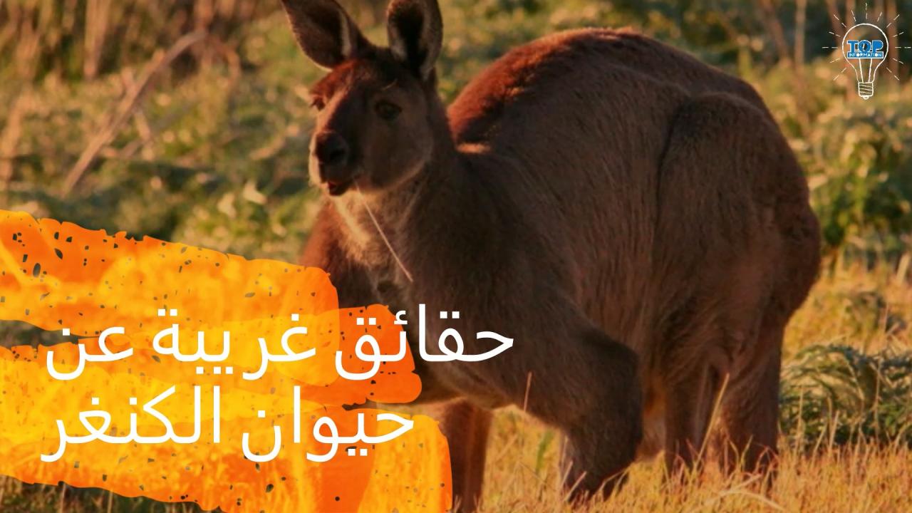 حقائق غريبة 3920 8