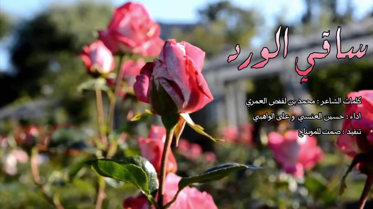 خواطر عن الورد 3873 8