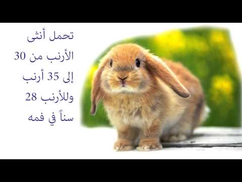 هل تعلم عن الحيوانات - كيفية التعلم عن الحيوانات 521 1