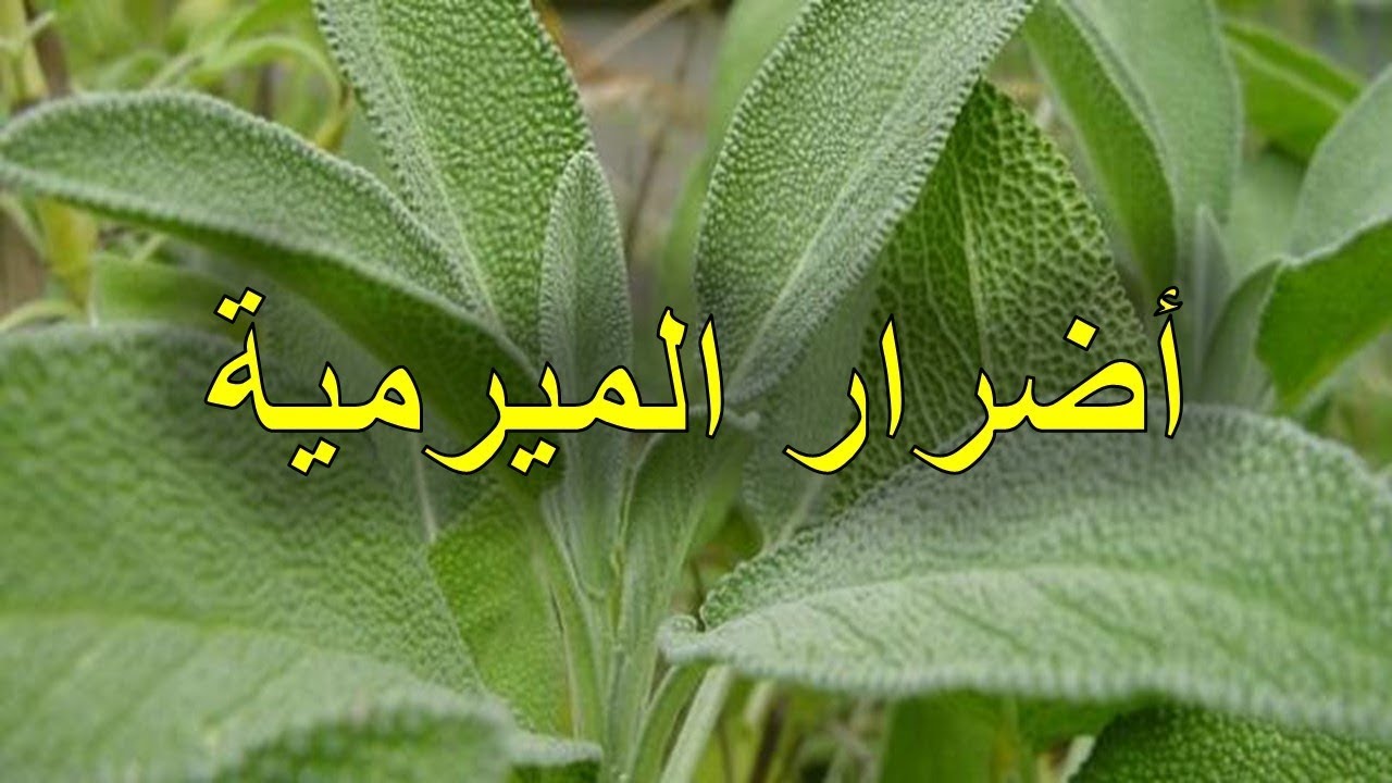 عشبة الميرمية 3134 1