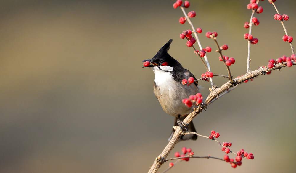 صور بلابل - الطف واجمل الطيور البلبل في صور معبرة 1362 7