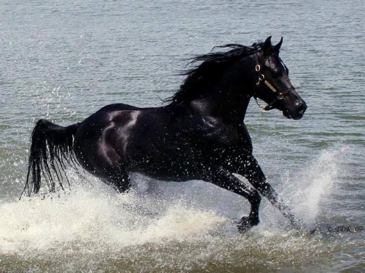 خيل عربي اصيل - خيل عربي مميز 4473 3