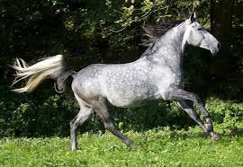 خيل عربي اصيل - خيل عربي مميز 4473 10