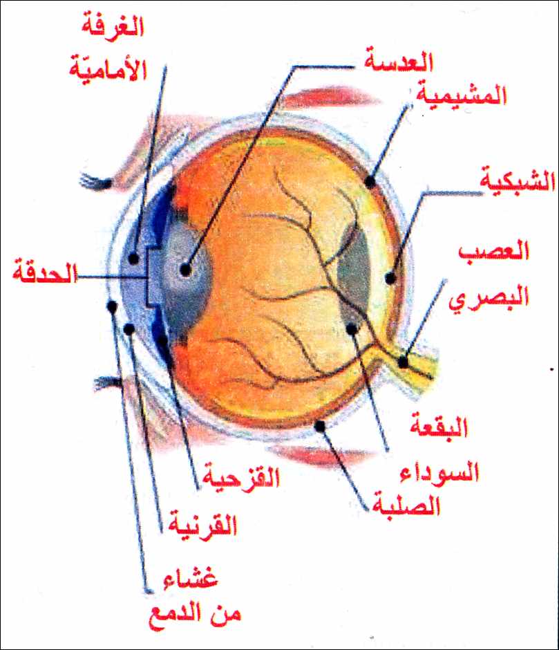 مكونات العين - معلومات عن العين وتفاصيلها الدقيقة واجزائها الداخلية 1282 2