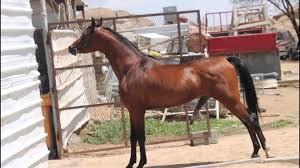 خيل عربي اصيل - خيل عربي مميز 4473 7