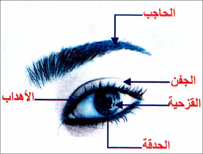 مكونات العين - معلومات عن العين وتفاصيلها الدقيقة واجزائها الداخلية 1282 1