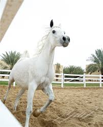 خيل عربي اصيل - خيل عربي مميز 4473 14