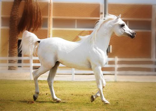 خيول عربية , الخيل العربى الاصيل