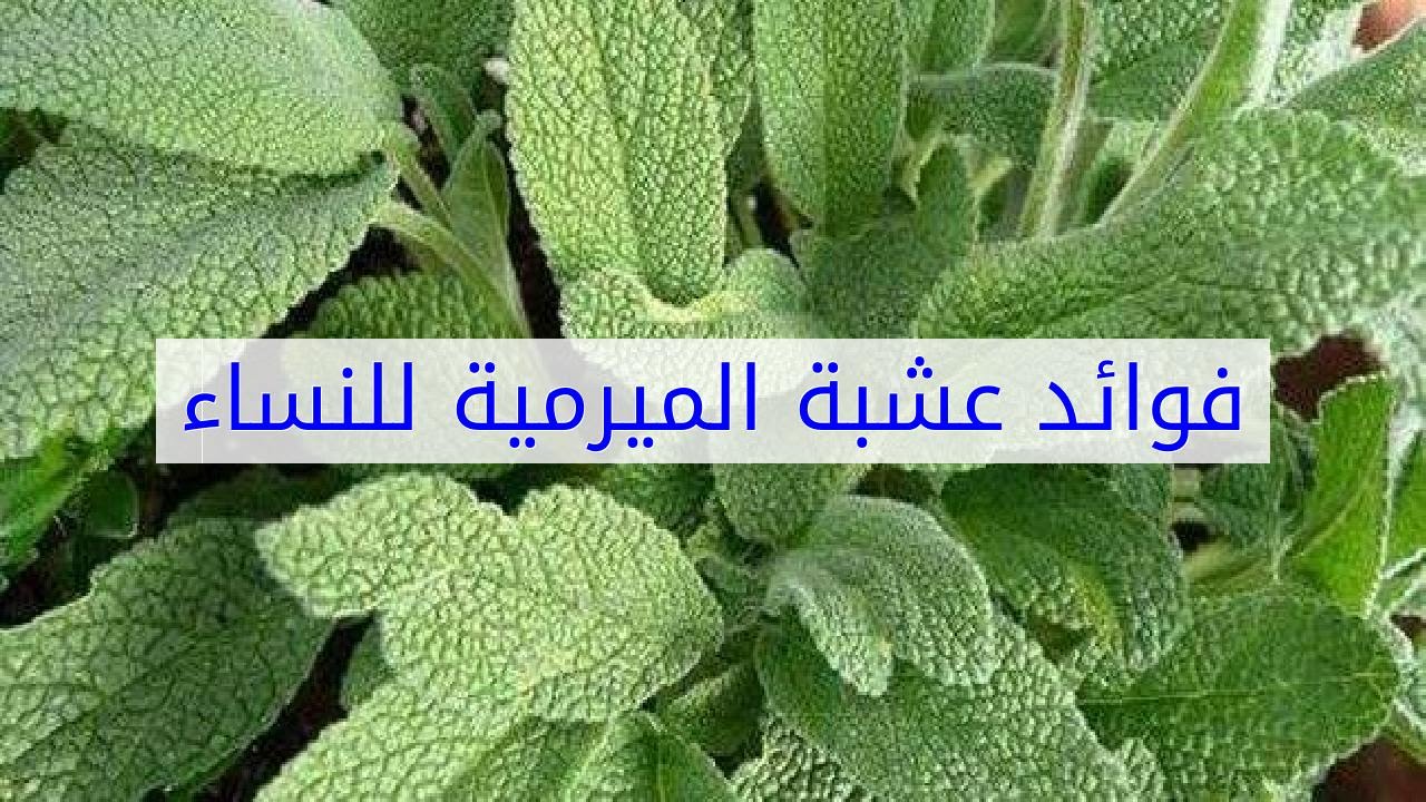 عشبة الميرمية 3134 11