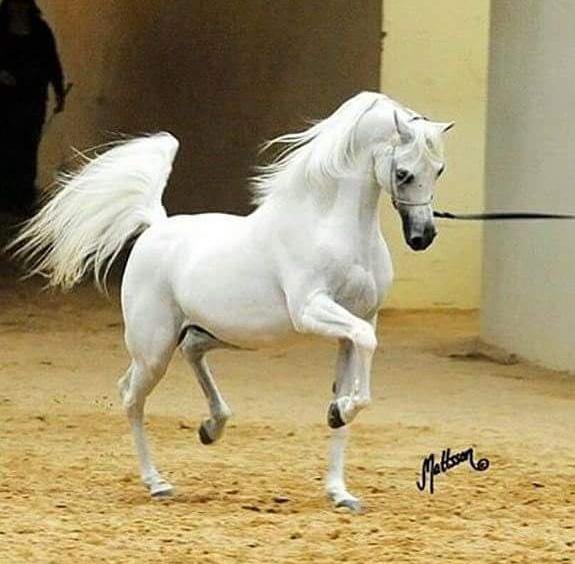 خيول عربية - الخيل العربى الاصيل 2060 6